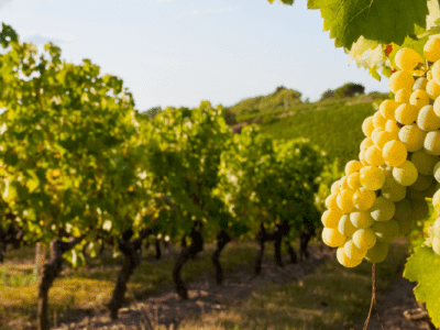 champagne harvest