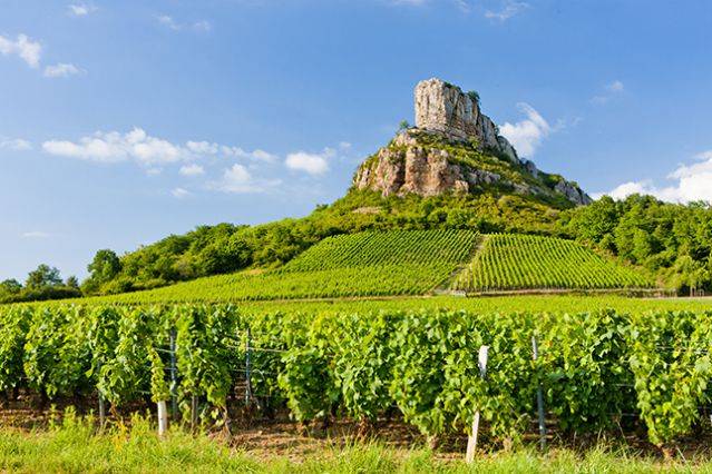 Vše o Chardonnay - Pouilly-Fusse