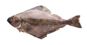 Jaké víno k rybě - halibut