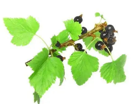 Aroma vína - černorybízový list