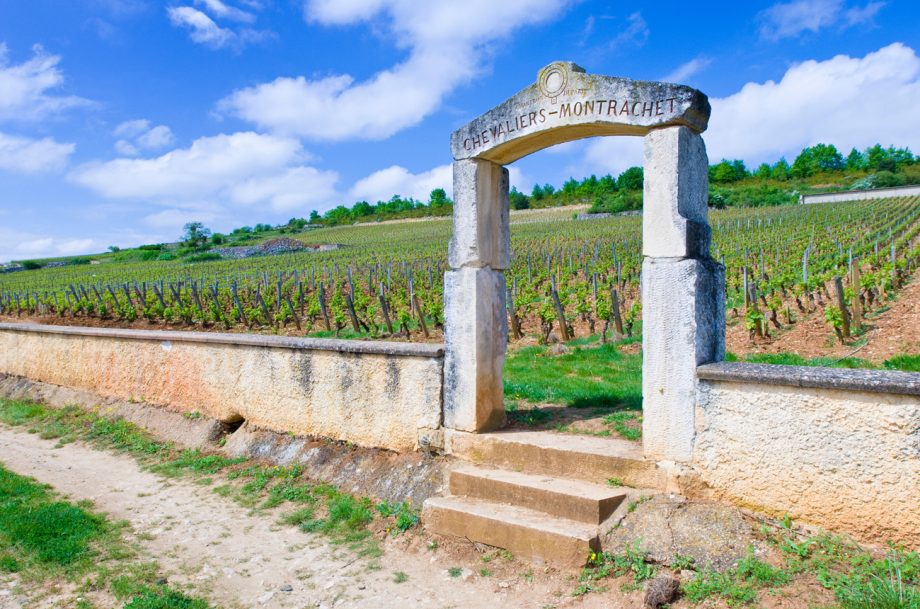 Vše o Chardonnay - Montrachet