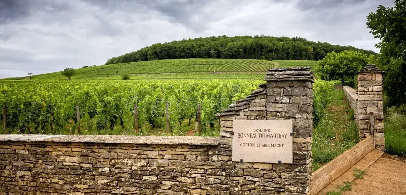 Vše o Chardonnay - Corton-Charlemagne