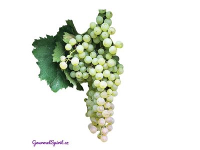 Garganega