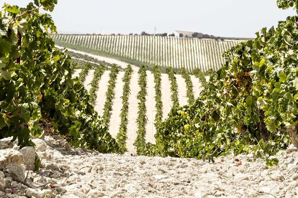 Palomino na vinicích albariza